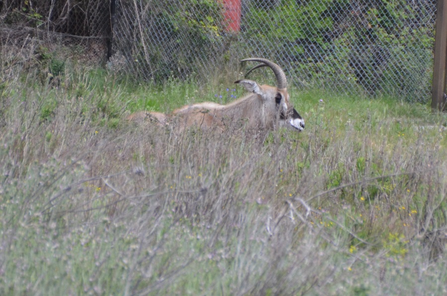 Antilope Rouanne à Sigean