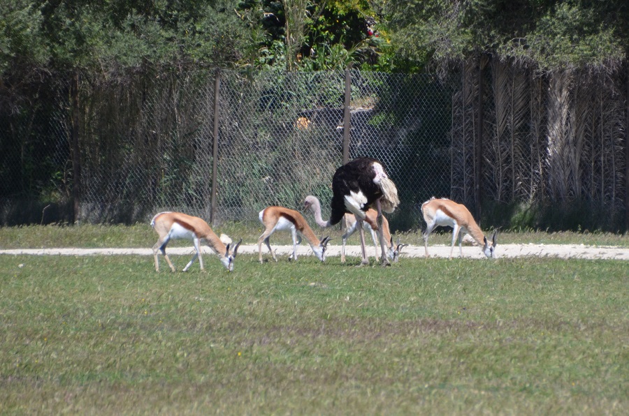 Autruches et Springboks à Sigean