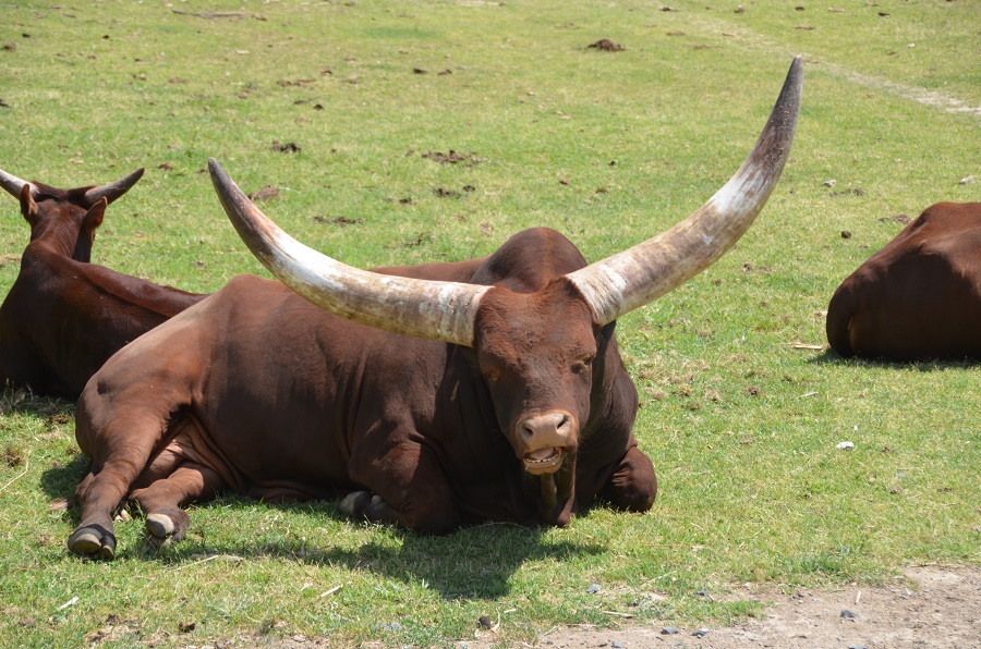 Boeufs Watussi avec ses cornes