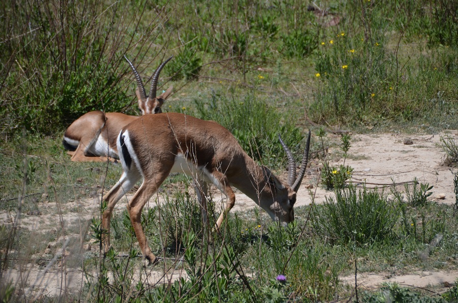 Gazelles de Cuvier