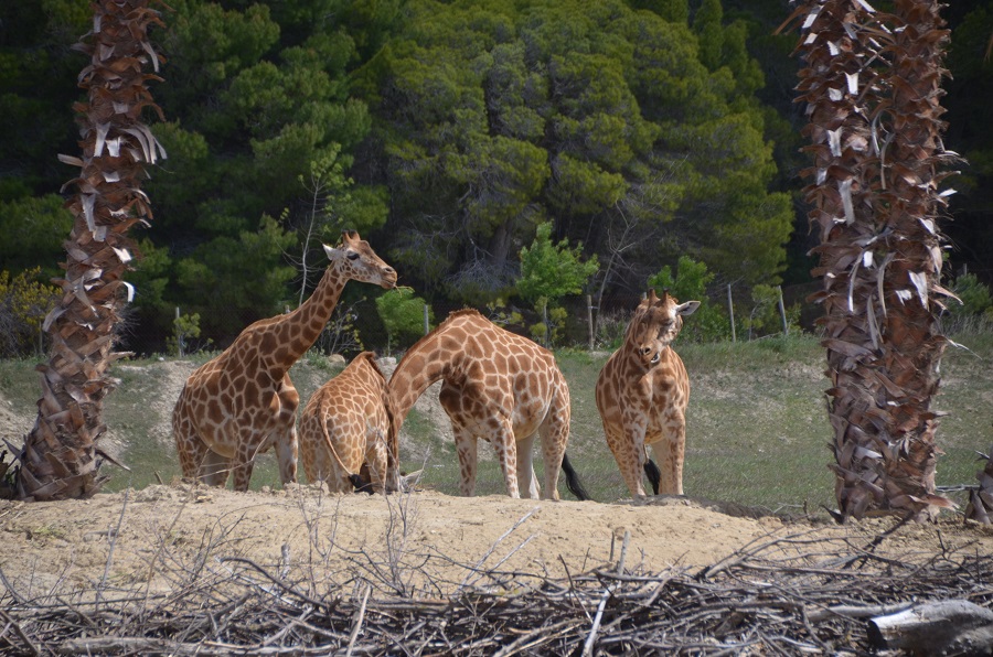 Girafe Giraffa à Sigean