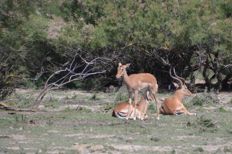 Impalas à Sigean