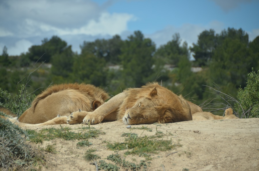 Lions à Sigean