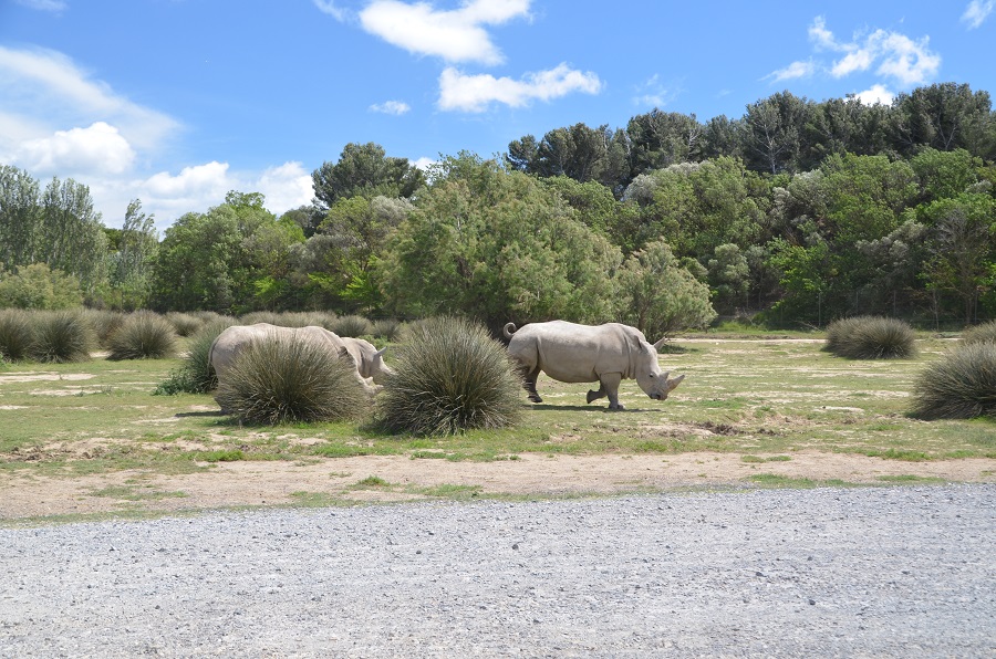 Rhinocéros Blancs - Sigean